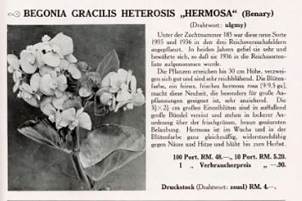 B. ‘Heterosis Hermosa’
